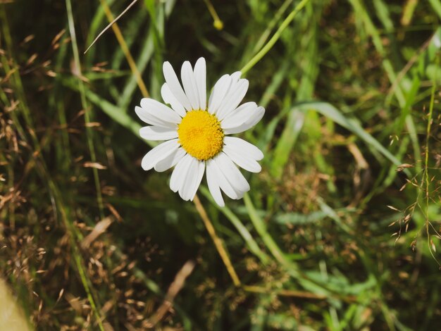 Close de lindas flores silvestres em fundo verde natural