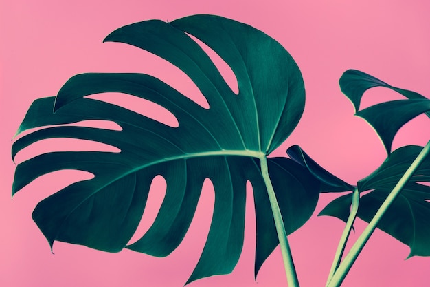 Close de lindas folhas de Monstera