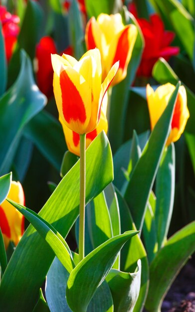 Close de lindas tulipas amarelo-avermelhadas