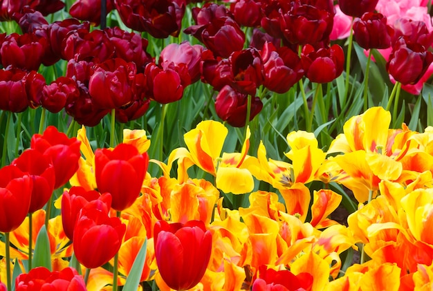 Close de lindas tulipas vermelhas e vermelho-amarelo