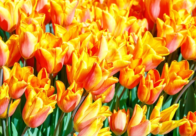 Close de lindas tulipas vermelho-amarelas