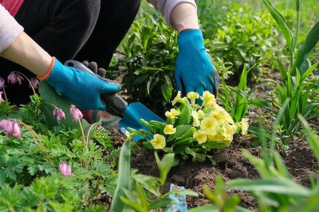 Close de mãos de uma mulher plantando flores de prímula amarela no jardim