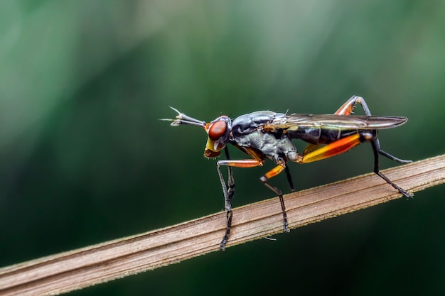 Close de Megachilidae na folha