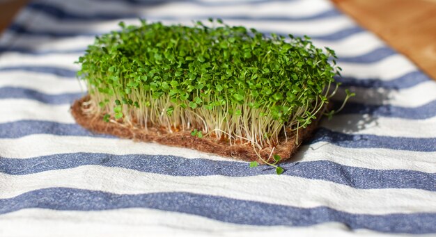 Close de microgreens de rúcula de mostarda e outras plantas em casa