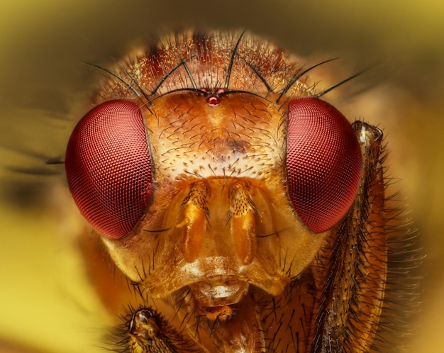 Close de mosca da fruta