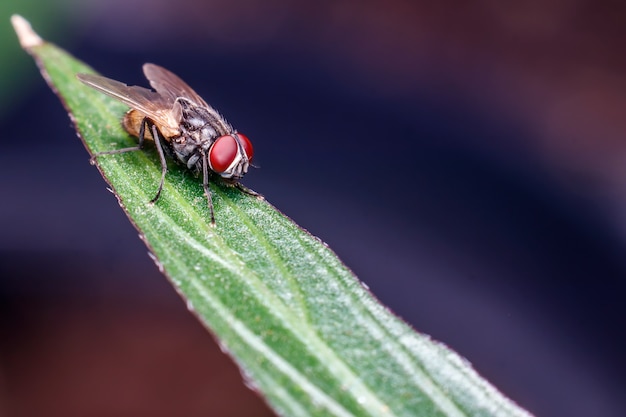 Close de mosca em uma folha