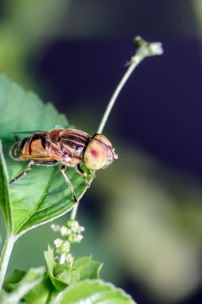 Close de mosca em uma folha