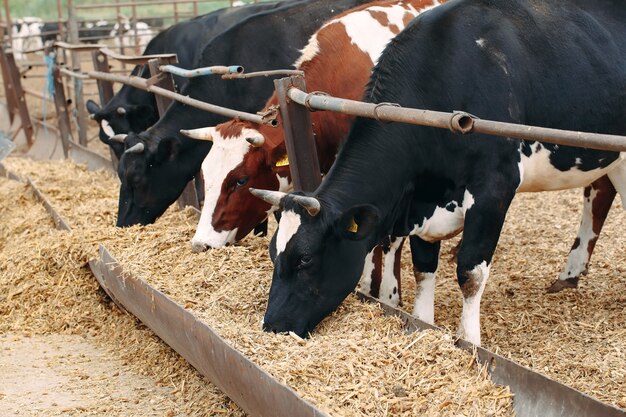 Close de muitas vacas em uma grande fazenda