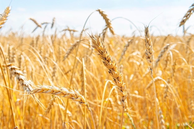 Close de orelhas de trigo no céu azul no campo. indústria agrícola. conceito de colheita rica.