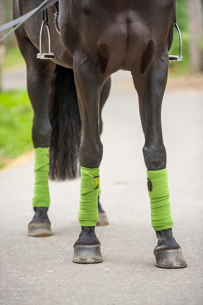 Close de patas de cavalo, cascos e bandagens verdes