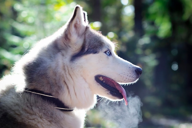 Close, de perfil, o rosto de um husky de olhos azuis. cão canadense do norte no fundo da floresta.