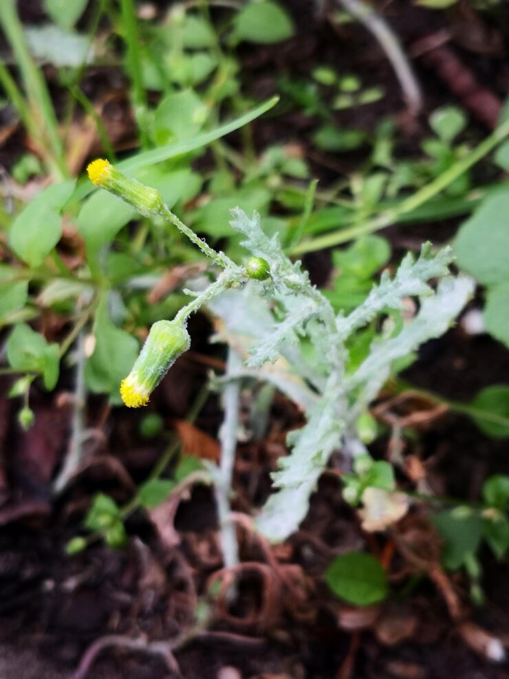 Foto close de plantas crescendo em terra