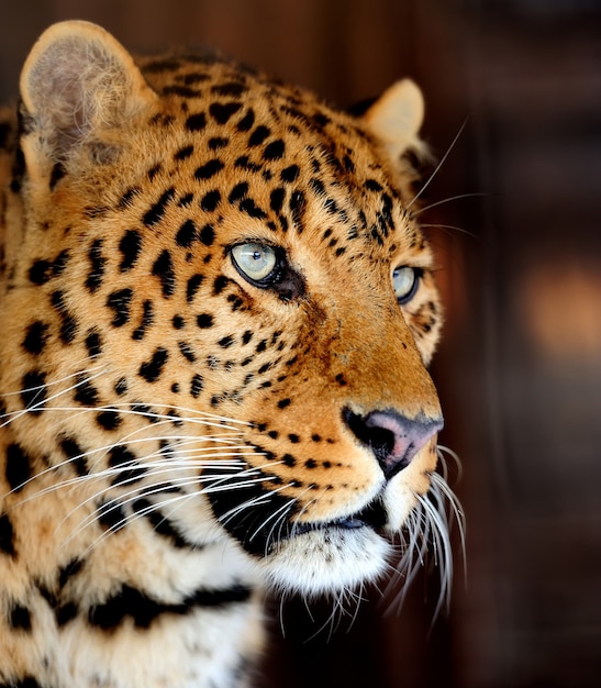 Foto close de retrato de leopardo