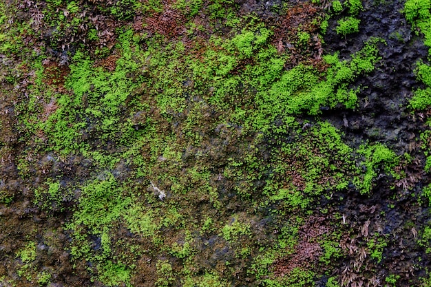 Close de textura de musgo verde na parede velha para o fundo