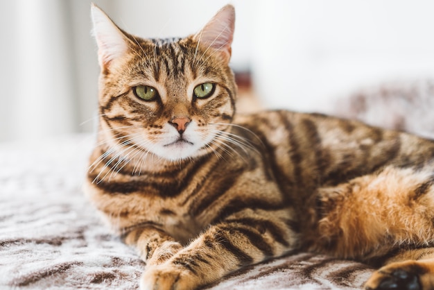 Close de um adorável gato de Bengala deitado em uma cama com um espaço embaçado