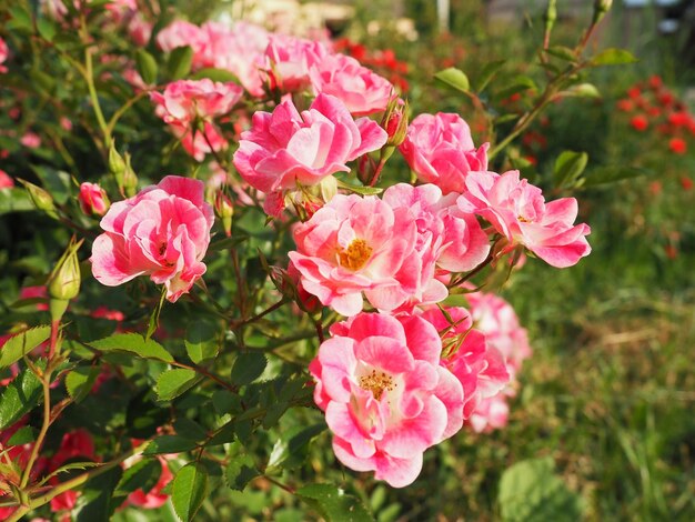 Close de um arbusto de rosas cor de rosa no jardim de verão sob a luz do sol Rosas de spray rosa com muitos botões abriram flores Um canteiro de flores em um parque uma maneira de decorar ruas e paisagens
