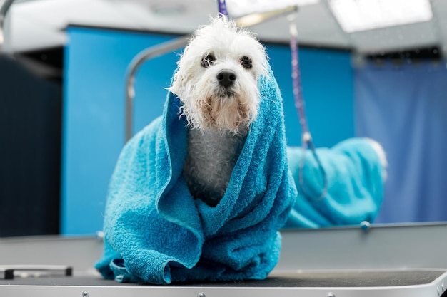 Close de um Bichon Frise molhado enrolado em uma toalha azul sobre a mesa de uma clínica veterinária