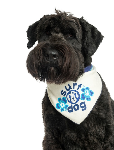 Close de um Bouvier des Flandres com bandana isolada no branco