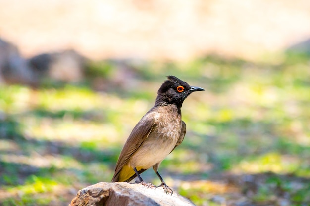 Close de um bulbul empoleirado em uma rocha