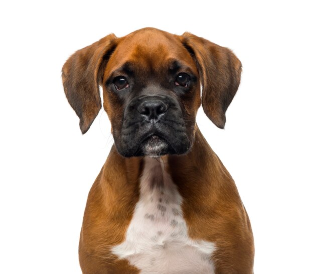 Close de um cachorrinho boxer em frente a uma parede branca