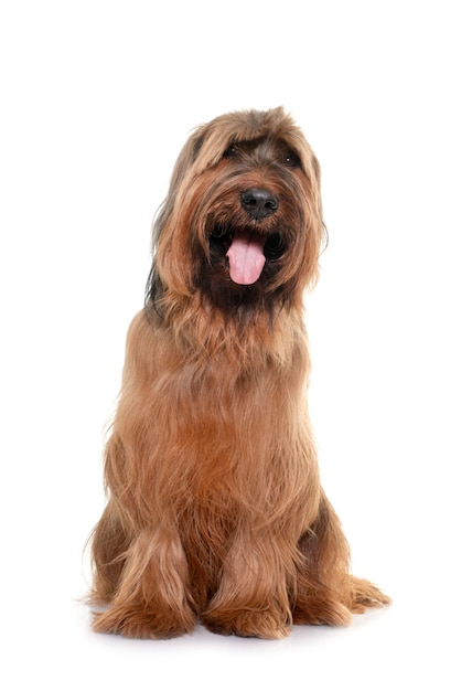 Foto close de um cachorro briard