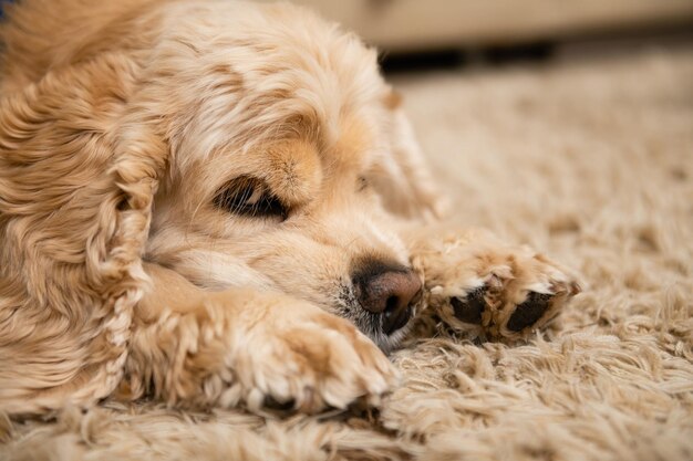 Close de um cachorro cansado dormindo no tapete na sala de estar