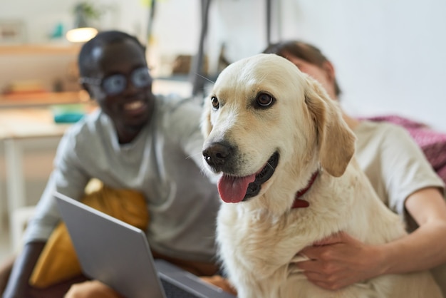 Close de um cachorro doméstico fofo sentado no sofá com os donos ao fundo