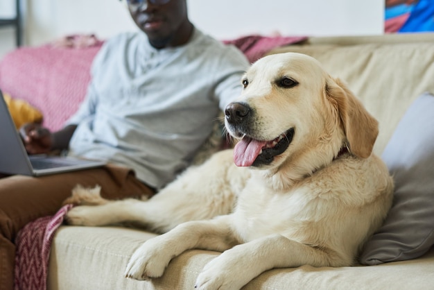 Close de um cachorro fofo deitado no sofá com seu dono trabalhando em um laptop ao fundo