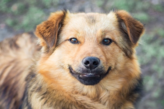 Close de um cachorro marrom em um fundo desfocado