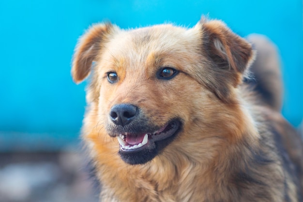 Close de um cachorro marrom em um fundo desfocado