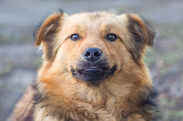 Close de um cachorro marrom em um fundo desfocado