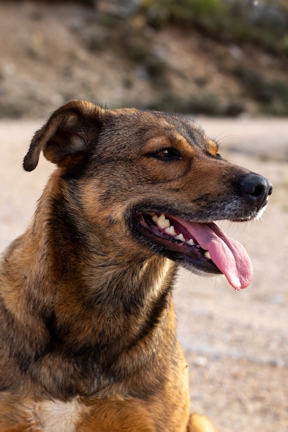 Close de um cachorro marrom sentado cansado, mostrando a língua