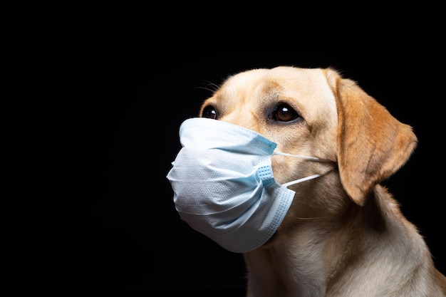 Close de um cão Labrador Retriever em uma máscara facial médica