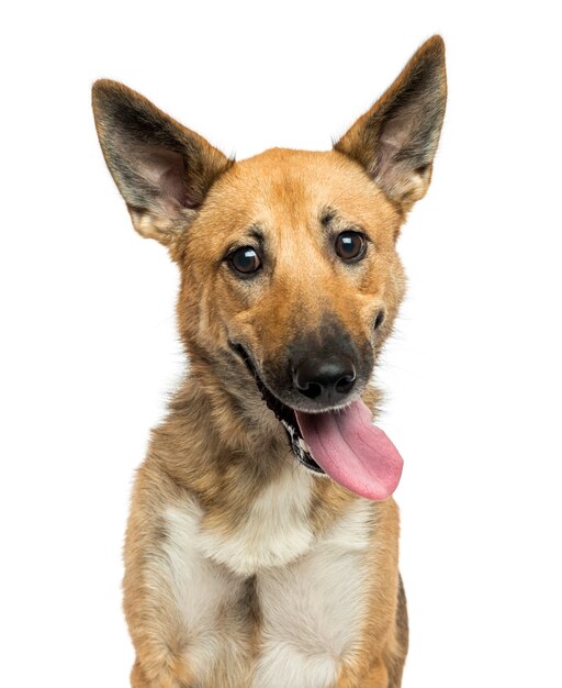 Close de um cão pastor belga arfando isolado no branco