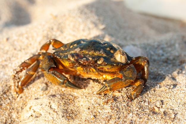 Close de um caranguejo na praia da Crimeia