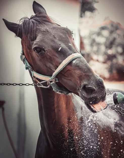 Close de um cavalo bebendo