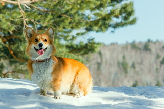 Close de um corgi sorridente fofo com a língua pendurada sentado em uma bela floresta de neve