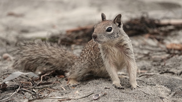 Close de um esquilo à procura de comida na praia
