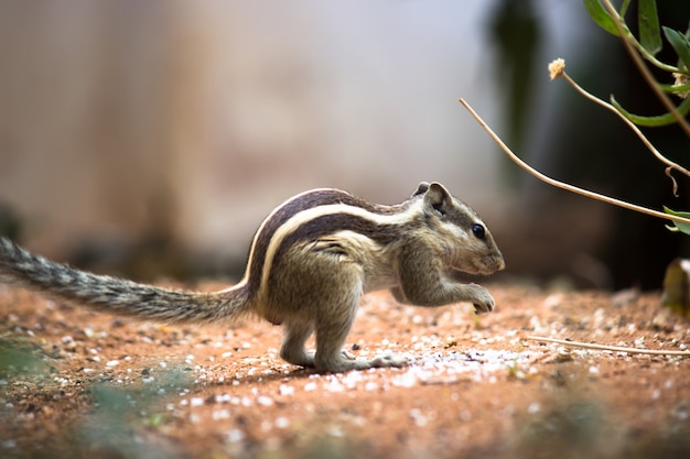Close de um esquilo ou roedor de palmeira indiana ou também conhecido como esquilo sentado na rocha