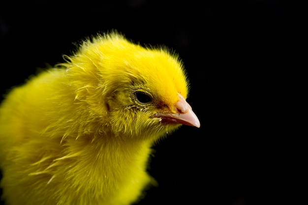 Close de um filhote amarelo recém-nascido