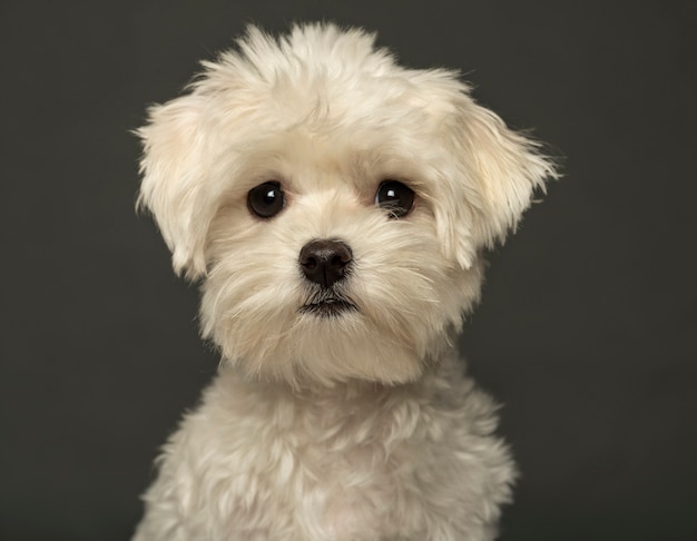 Close de um filhote de cachorro maltês isolado em um cinza