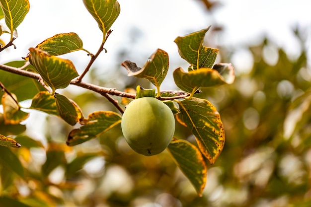 Close de um fruto de caqui em maturação ainda preso à sua árvore, mostrando a generosidade da natureza