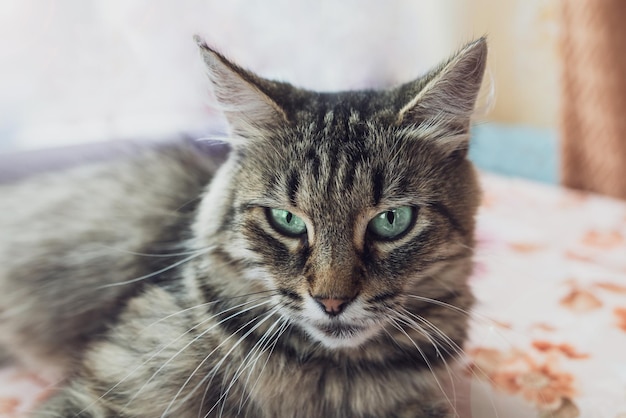 Close de um gato cinza deitado em um banco