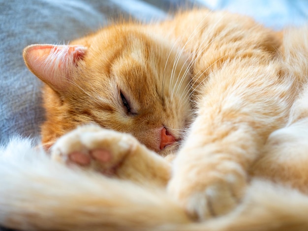 Close de um gato doméstico ruivo bonito dormindo em um cobertor cinza Um animal de estimação bonito e engraçado