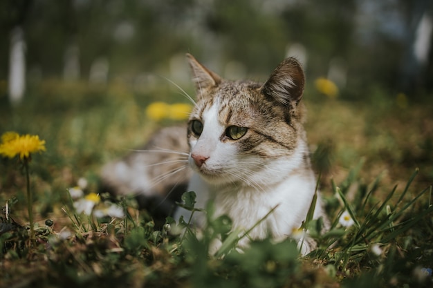 Close de um gato no campo com dentes-de-leão