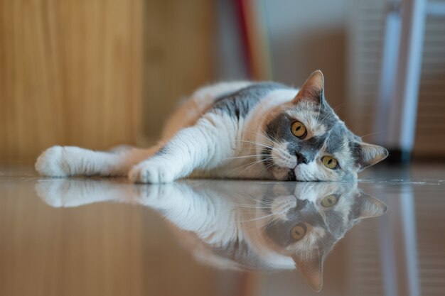 Close de um gato no chão, animal doméstico