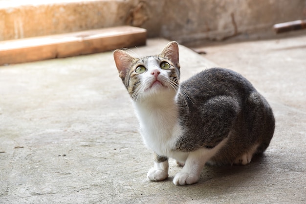 Close de um gato sentado no chão