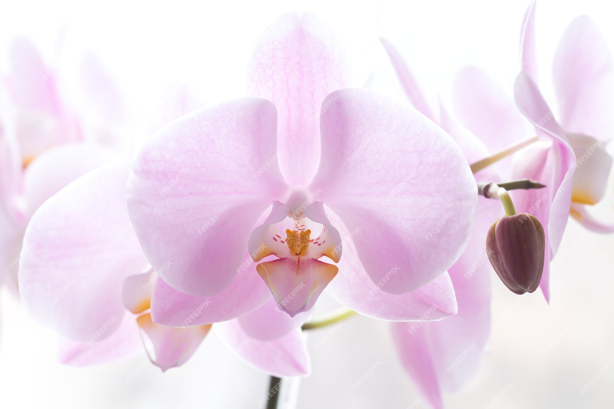 Close de um grande ramo de flor de orquídea rosa claro | Foto Premium