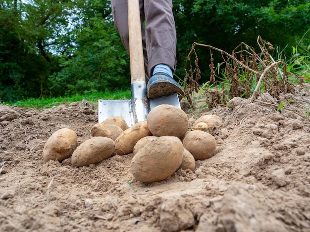 Close de um homem desenterrando grandes tubérculos de batata com uma pá O conceito de uma boa colheita de colheita Foco seletivo de vista lateral