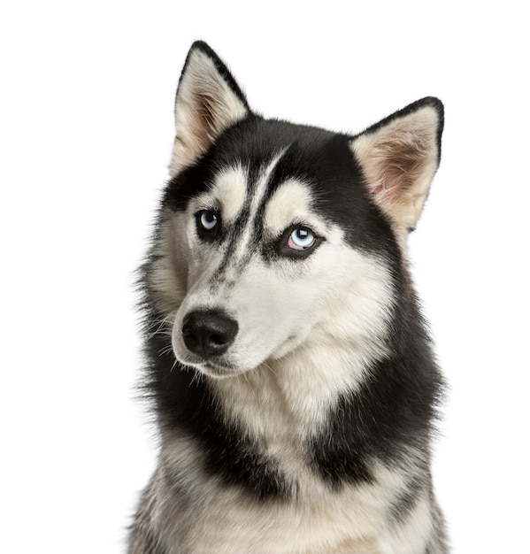 Close de um Husky em frente a uma parede branca